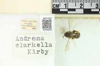 Media type: image;   Entomology 769247 Aspect: Labels